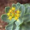 Rhodiola rosea extract